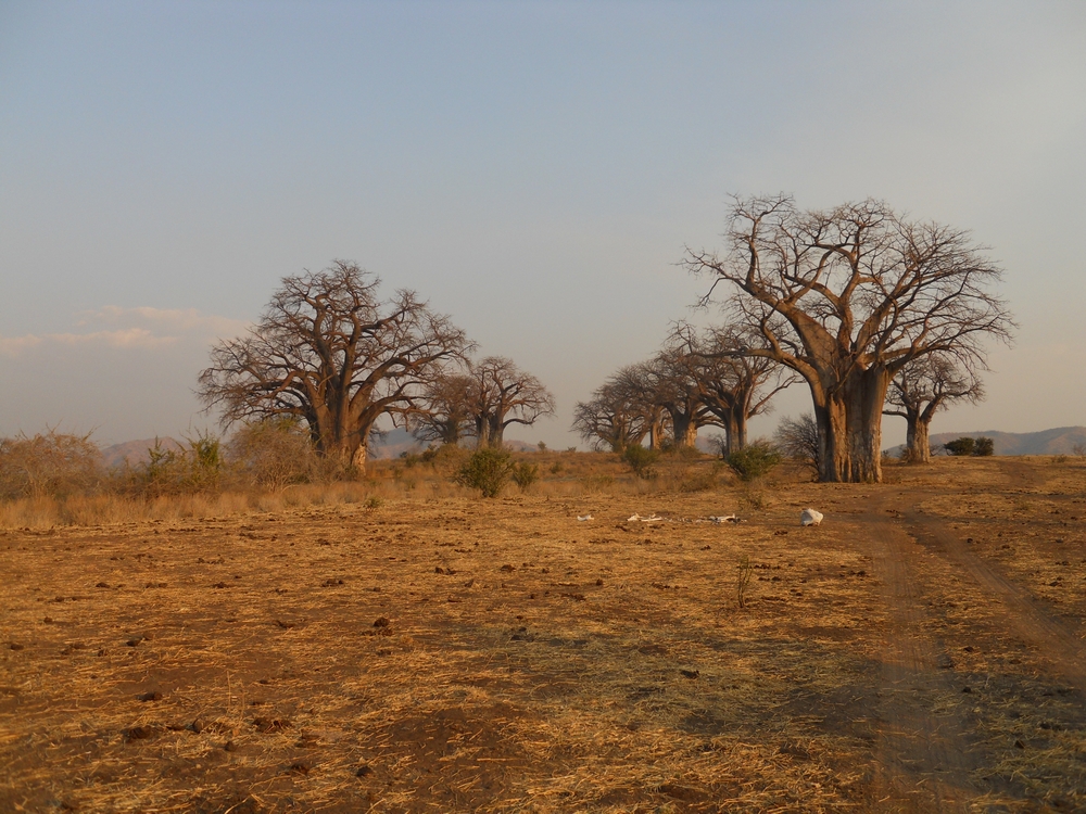 Baobab Bäume