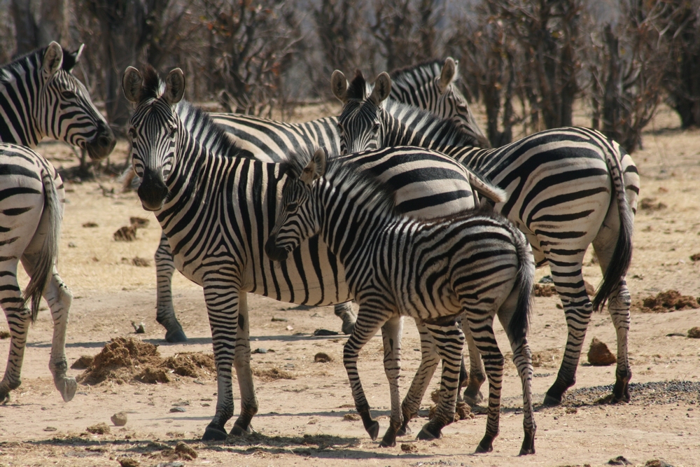 Zebras